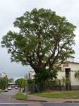 Milkwood : Alstonia actinophylla