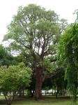 Milkwood : Alstonia actinophylla