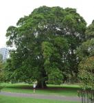 Fig - Strangling : Ficus watkinsiana