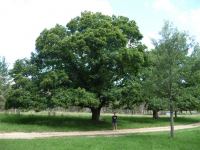 Chestnut : Castanea dentata