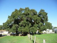 Cork : Quercus suber