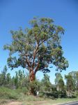 Apple - Smooth-barked : Angophora leiocarpa