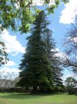 Pine - Norfolk Island : Araucaria heterophylla