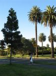 Palm - Canary Island Date : Phoenix canariensis