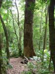 Red Cedar : Toona ciliata