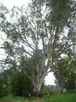 Gum - River Red : Eucalyptus camaldulensis