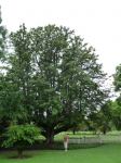 Silky Oak : Grevillea robusta