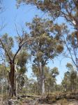 Wandoo : Eucalyptus wandoo