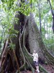 Fig - Small-leaved : Ficus obliqua