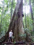 Red Cedar : Toona ciliata