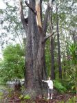 Blackbutt : Eucalyptus pilularis