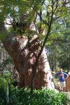 Gum - Sydney Red, Rusty : Angophora costata