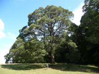 Blackwood : Acacia melanoxylon