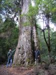 Beech - Myrtle : Nothofagus cunninghamii