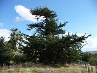 Cedar - Deodar : Cedrus deodara