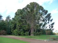 Pine - Bunya : Araucaria bidwillii