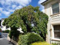 Elm - Weeping : Ulmus pendula