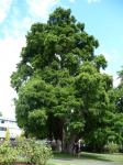 Cypress - Bald : Taxodium mucronatum