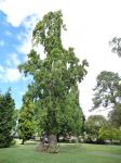 Poplar - Lombardy : Populus nigra 'Italica'