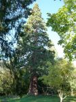 Redwood - Giant Sequoia : Sequoiadendron giganteum