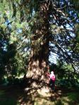 Redwood - Giant Sequoia : Sequoiadendron giganteum