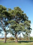 Wattle - Silver : Acacia dealbata