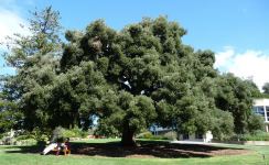 Cork : Quercus suber