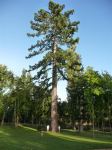 Redwood - Coast : Sequoia sempervirens