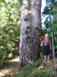 Pine - Canary Island : Pinus canariensis