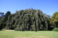 Beech - Weeping : Fagus sylvatica 'Pendula'