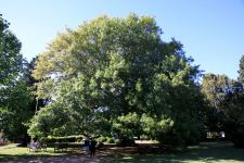 Oak - Pin : Quercus palustris