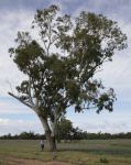 Moreton Bay Ash, Carbeen : Corymbia tessellaris