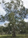 Gum - Manna, Ribbon : Eucalyptus viminalis