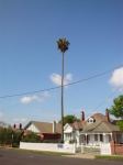 Palm - Mexican Fan : Washingtonia robusta