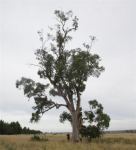 Apple - Smooth-barked  : Angophora leiocarpa