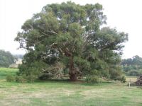 Gum - Candlebark, Ribbon, White : Eucalyptus rubida