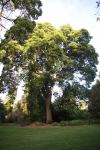 Red Cedar : Toona ciliata