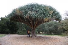 Dragon : Dracaena draco