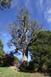 Stringybark - Messmate : Eucalyptus obliqua