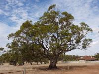 Gum - York : Eucalyptus loxophleba