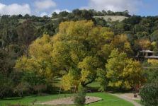 Pecan : Carya illinoiensis