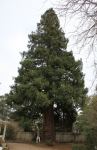 Redwood - Coast : Sequoia sempervirens