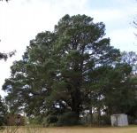 Pine - Monterey : Pinus radiata