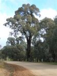 Ironbark - Mugga, Red : Eucalyptus sideroxylon