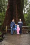 Mountain Ash : Eucalyptus regnans