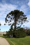 Pine - Bunya : Araucaria bidwillii