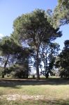 Pine - Aleppo : Pinus halepensis