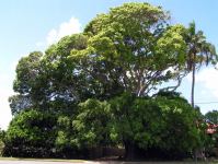 Fig - Weeping : Ficus benjamina