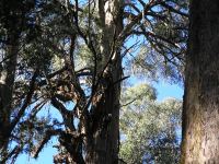 Mountain Ash "Black Beard" - largest volume in mainland Australia : Eucalyptus regnans