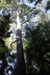 Gum - Sydney Red, Rusty : Angophora costata